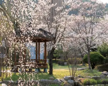 경주벚꽃축제 벚꽃 명소