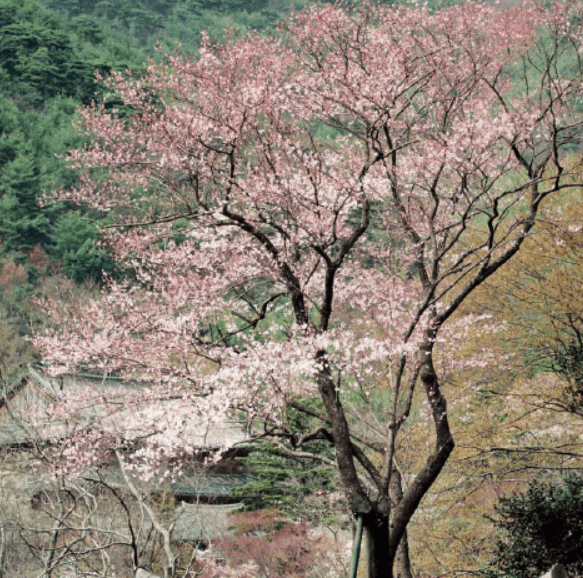 구례 화엄사 올벚나무