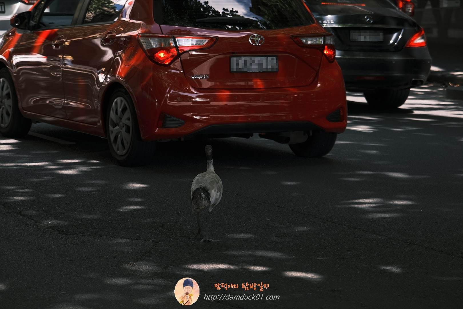 아이비스(Ibis)&amp;#44; 호주흰따오기&amp;#44; 일명 거지새