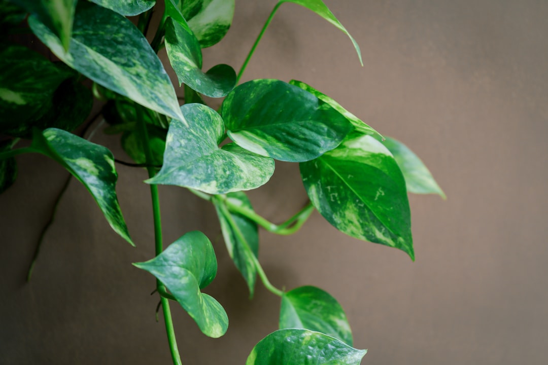 Pothos