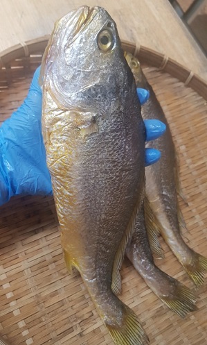 한국인의밥상-통영-성림-반건조생선