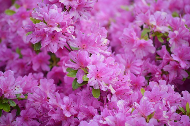 전국 진달래꽃 개화시기 알아보기