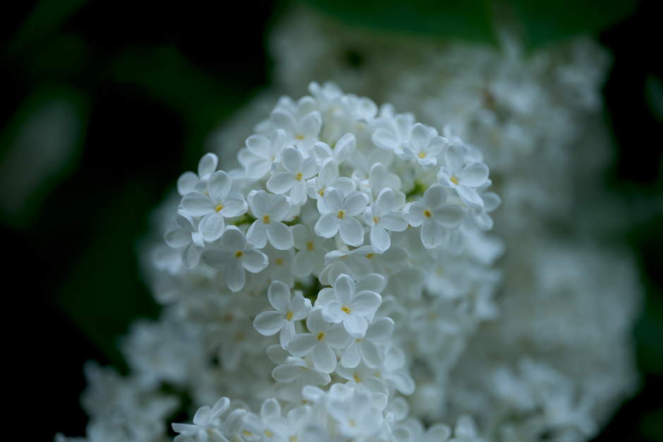 A detailed close-up of delicate white lilac flowers in full bloom, showcasing natural beauty.
