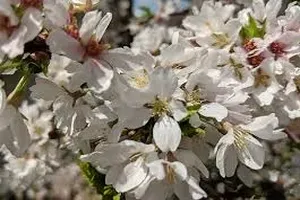 벚꽃