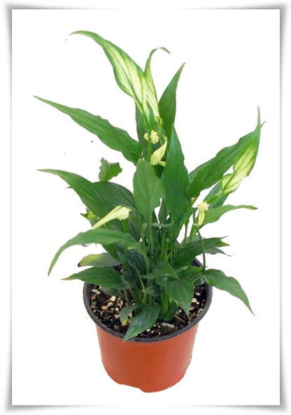 화초 &quot;리시안셔스&quot; 장미인 듯 장미 아닌 변치 않는 사랑의 꽃!