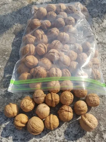 호두 재배 순 지르기 수분 수정 고온 피해 예방_12