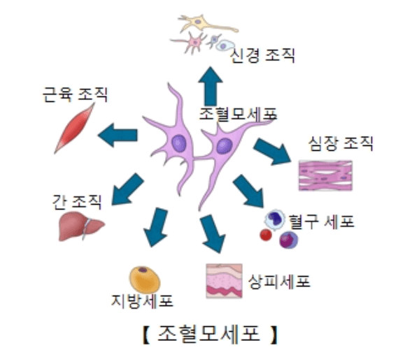 조혈모세포이식