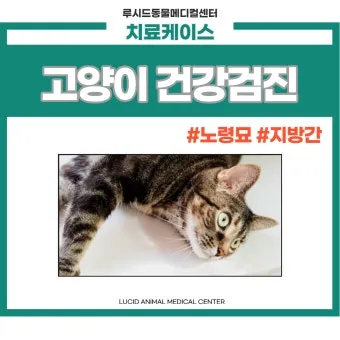 노령 고양이 필수 관리법 4가지 건강 지키기_5