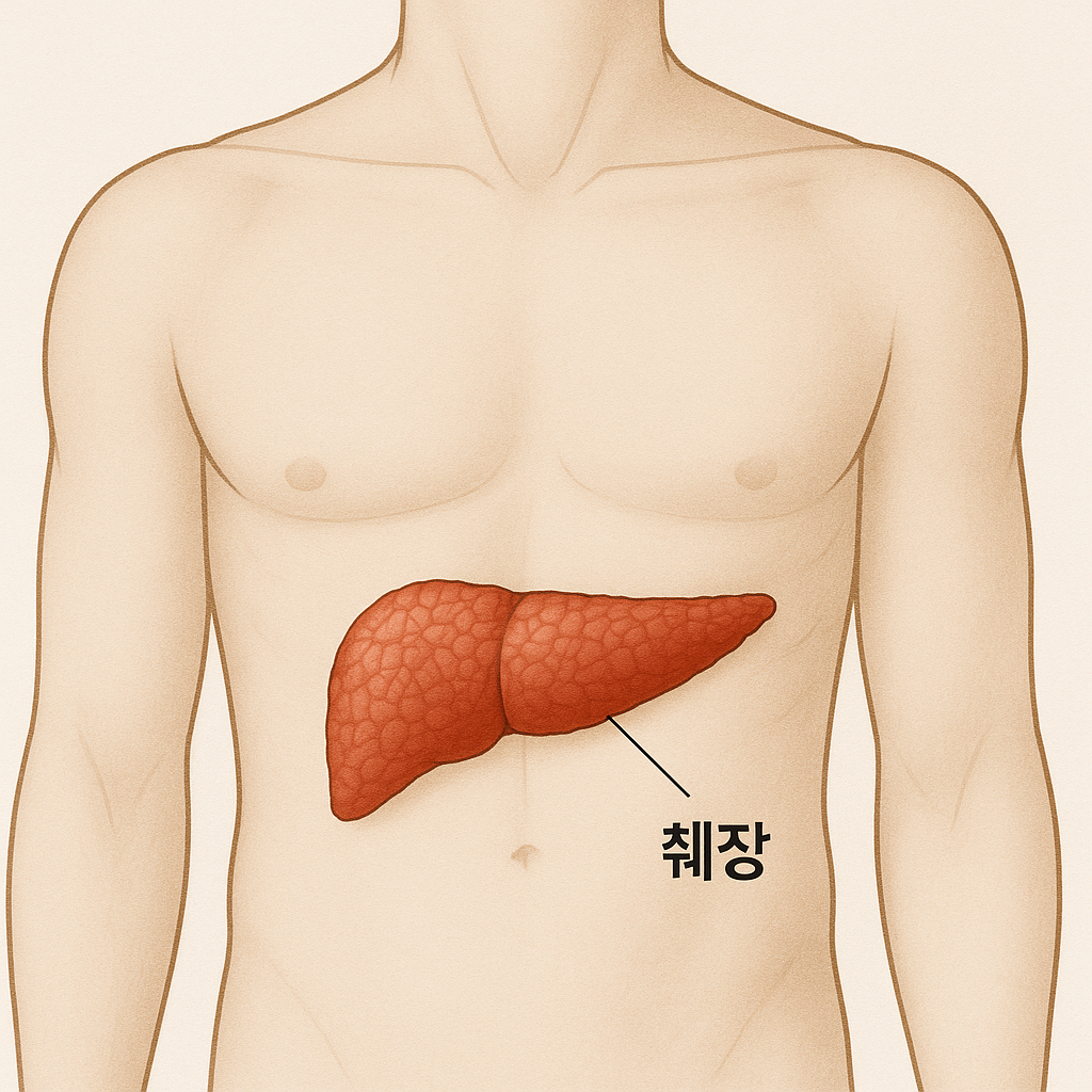 췌장 위치