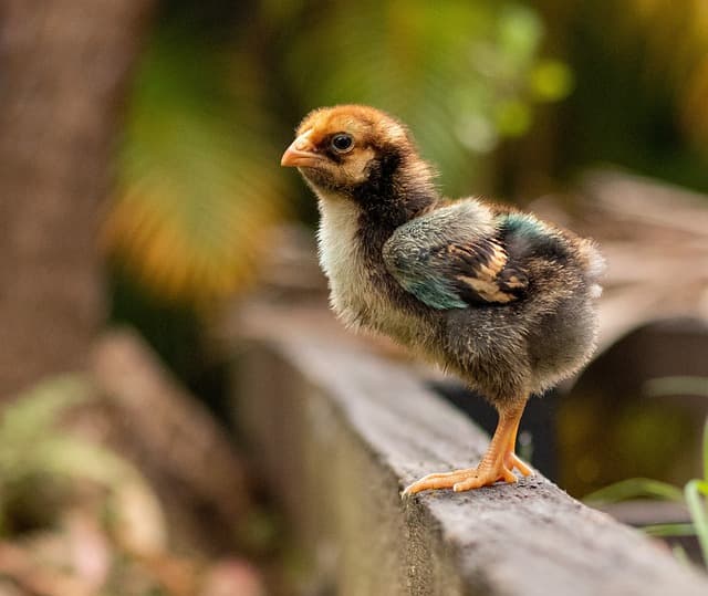 닭은 몇 년을 살까? 닭 수명과 오래 키우는 법
