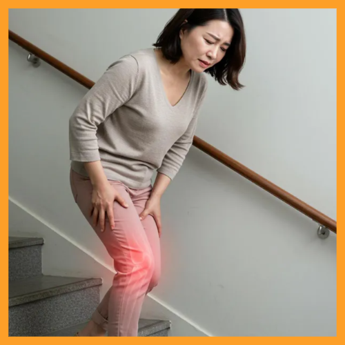 철갑상어 콘드로이친 효능 연골마모 통증 완하