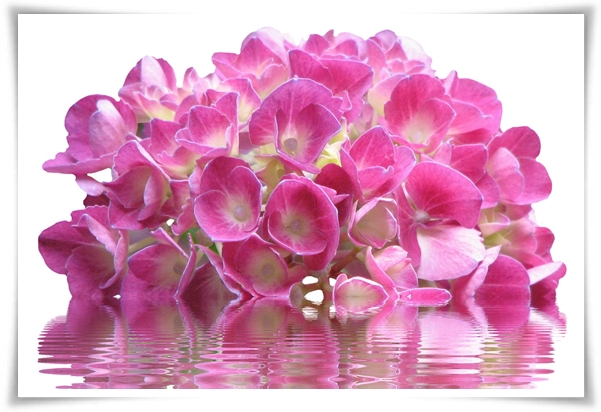 &quot;수국&quot; 여름의 아름다움을 한껏 품은 매력적인 꽃!