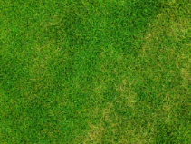 혈관 청소에 좋은 음식 알아보기