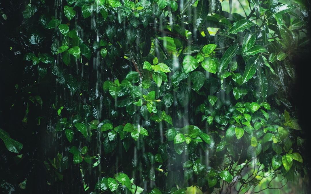 Rainy season