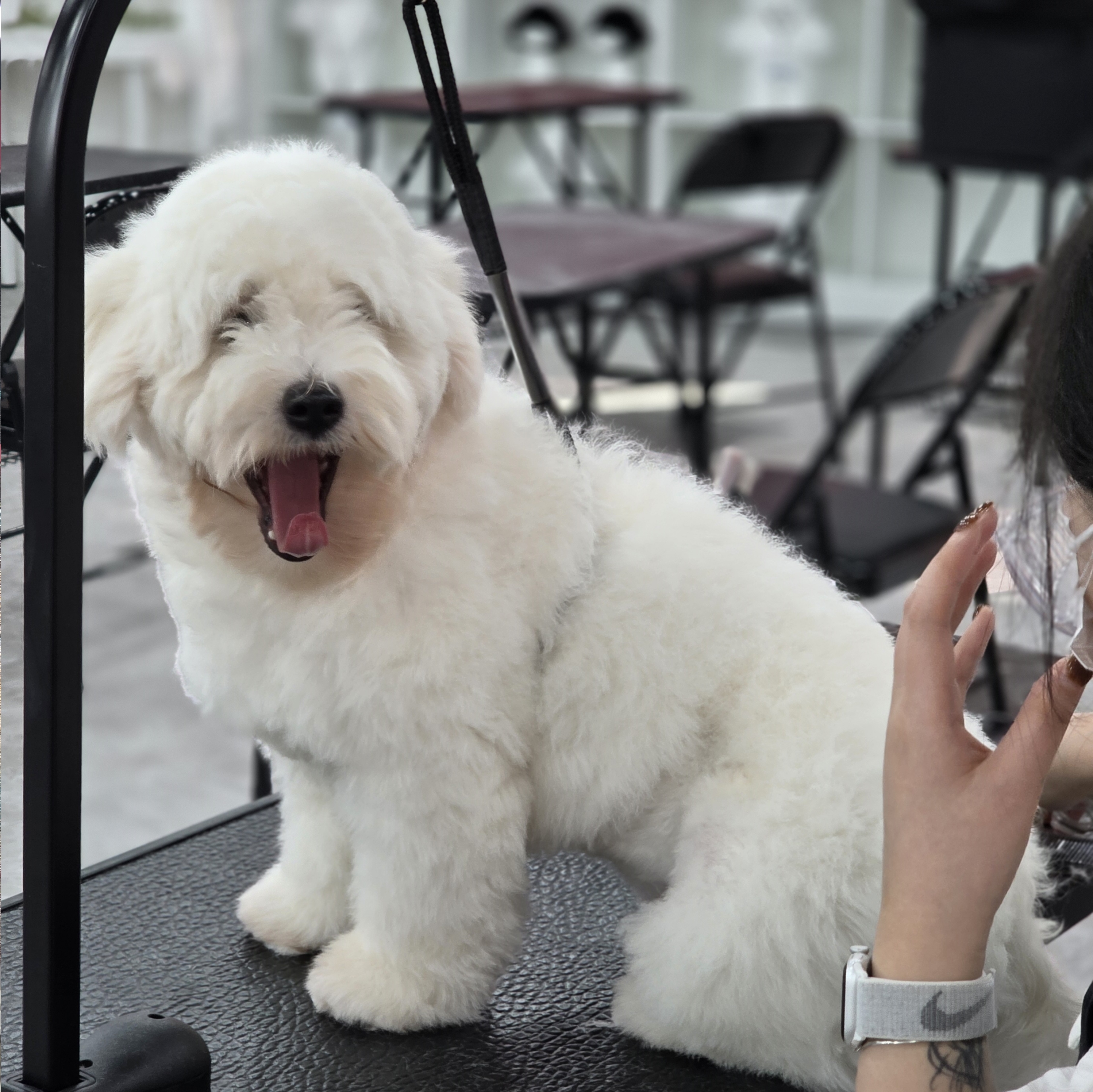 당진애견미용취업