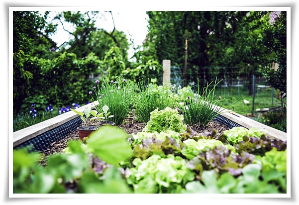 텃밭 "7월에 심기 좋은 작물" 가을 수확을 기대하는 황금 작물!