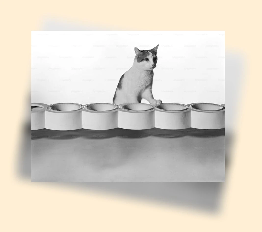 고양이 물그릇_1_subsection