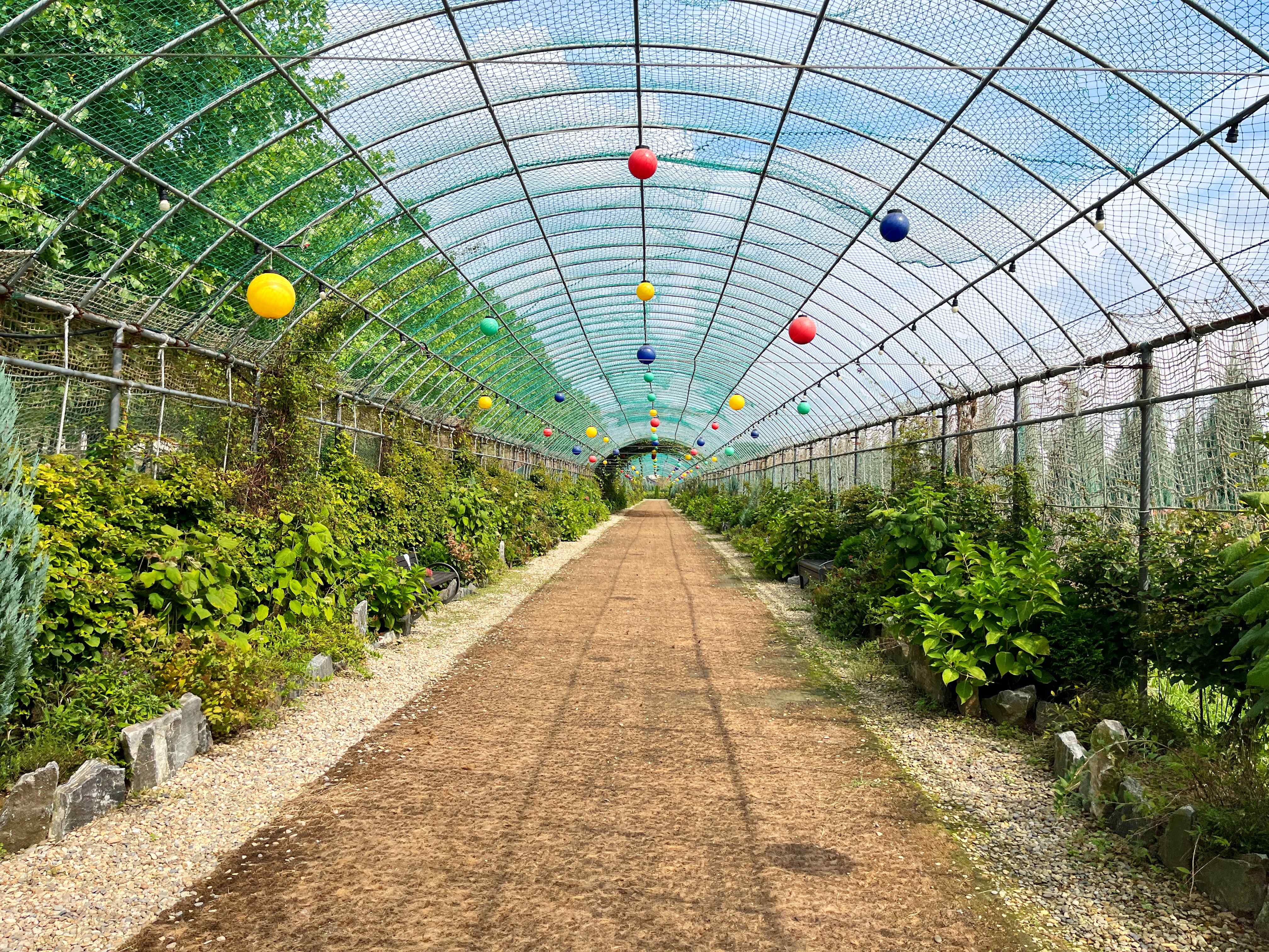 구리시민공원 코스모스