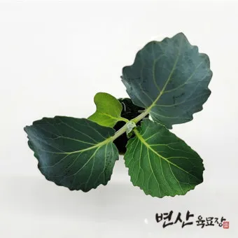 콜라드 재배 상자 텃밭 배양토 배합 병해 줄이기_11