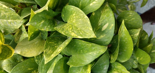 자동차 담보대출 조건 4