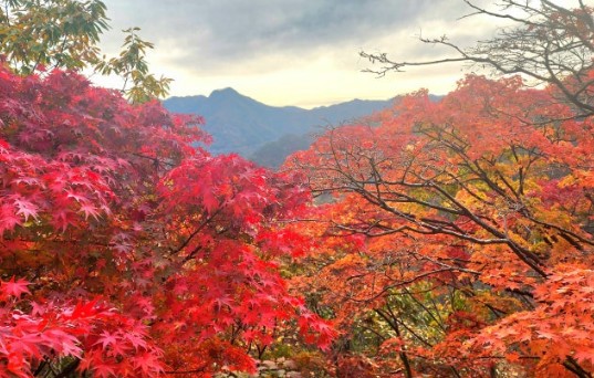 10월 국내여행지 베스트10. 내장산 국립공원 (전북 정읍시)