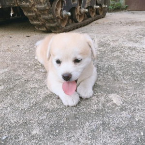 강아지가 혓바닥을 내놓고 엎드려있는모습