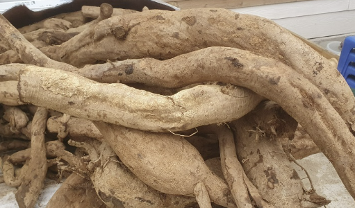 칡의 효능 부작용 섭취방법 칡효소 만드는법 총정리