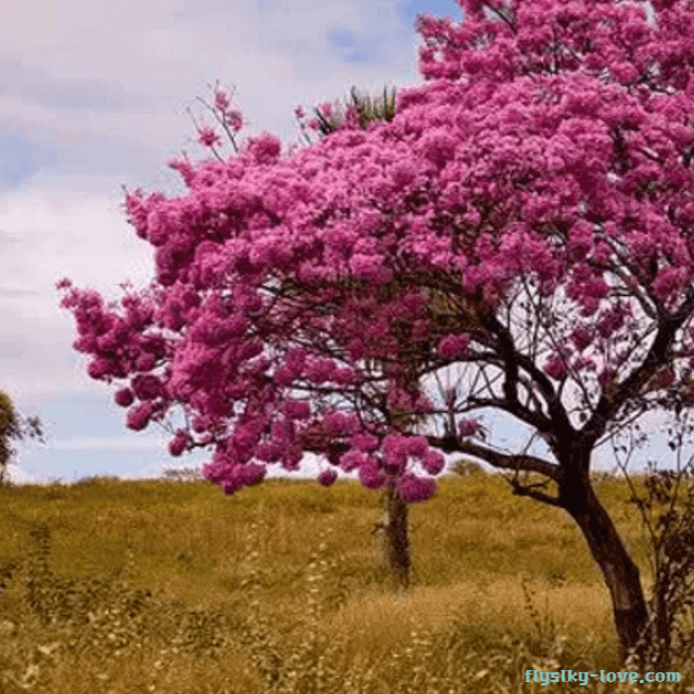 암에 좋은 타히보(Taheebo)