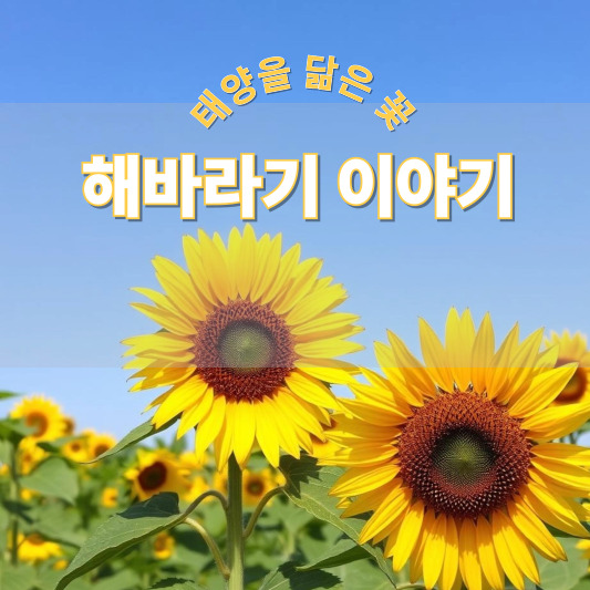해바라기 - 꽃말, 이름 유래, 특징, 개화 시기, 재배 방법, 해바라기 씨 효능 및 부작용, 먹는법