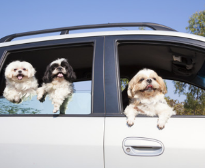 여행가는 달 철도 및 항공 카셰어링 할인