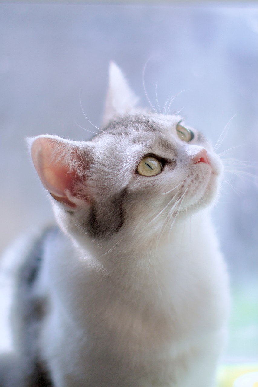 고양이 수염 빠짐 괜찮을까 수염의 역할과 관리 방법