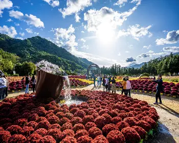 인제 가을꽃축제_15