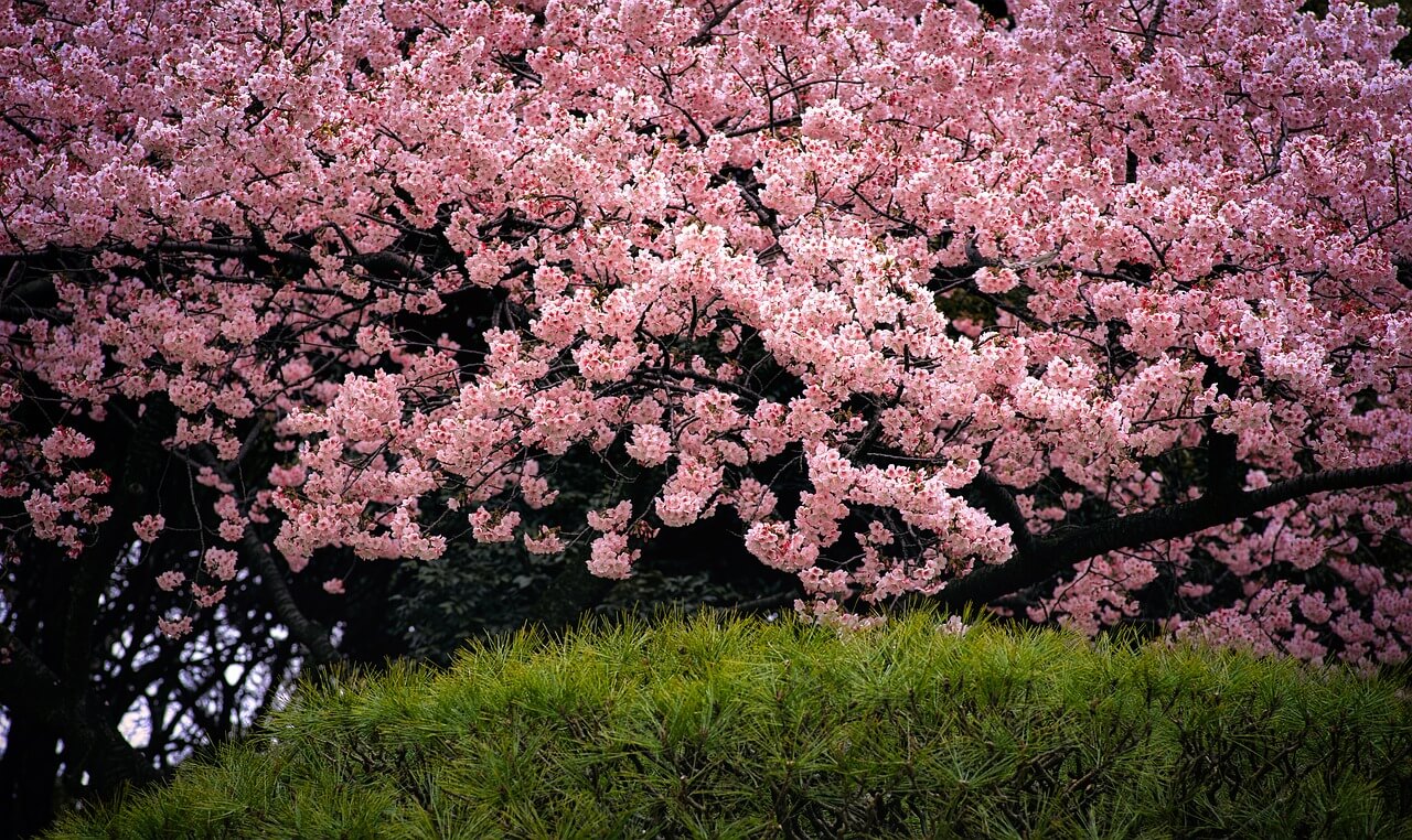 흐드러진게 핀 벚꽃