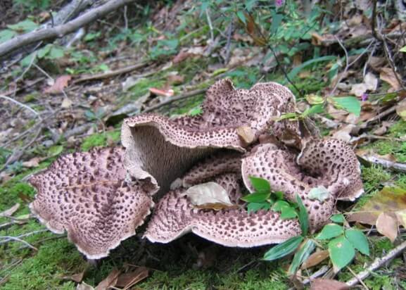 능이버섯, 건강부터 요리까지 다양한 활용법