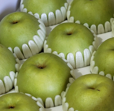 전북 익산의 프리미어 농짱 그린시스 배