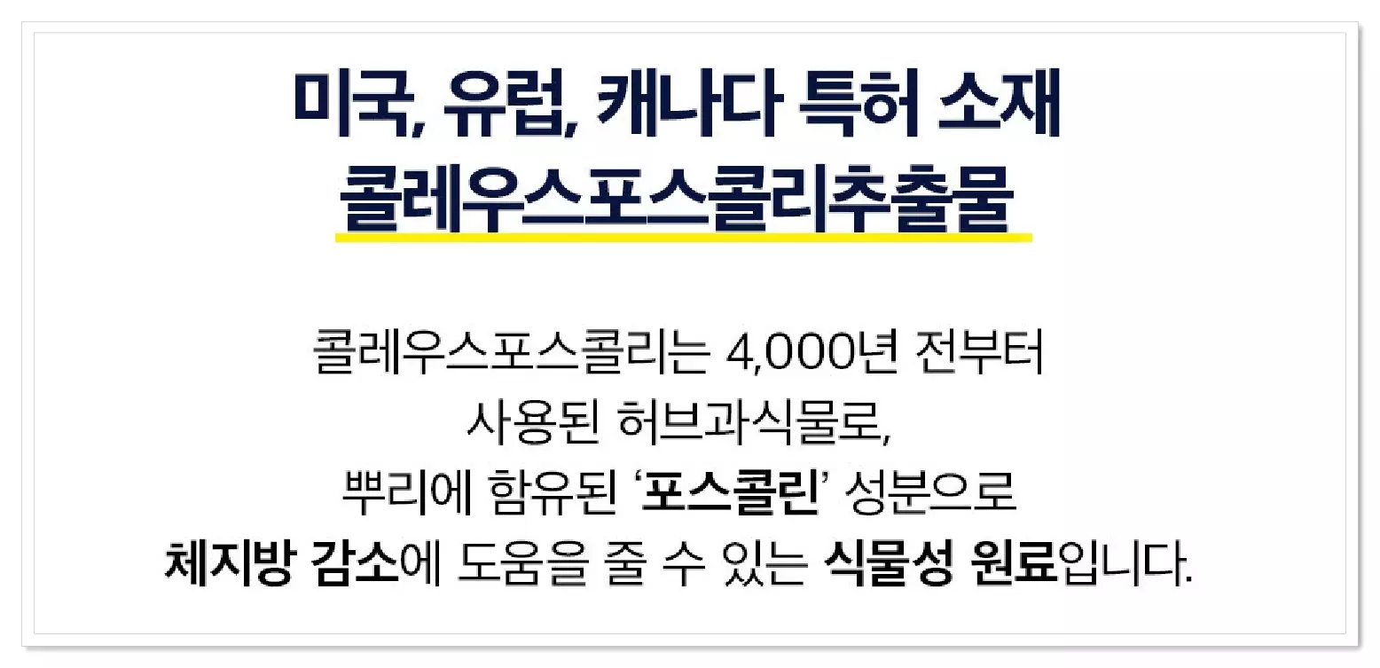 세리번 나이트 다이어트 효과 콜레우스 포스콜리 추출물