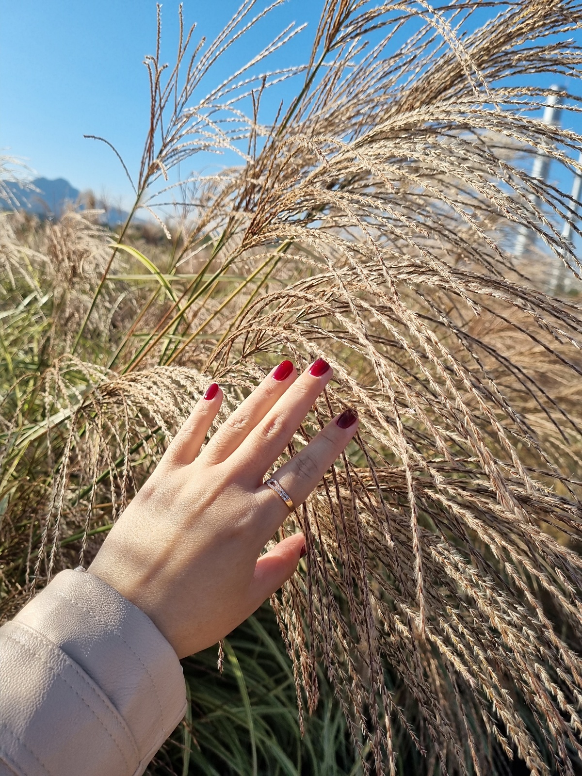 2024 양주 나리공원 천일홍 축제: 수도권에서 핑크뮬리, 댑싸리, 팜파스를 볼 수 있는 가을 여행지