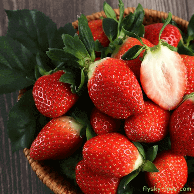 설향 딸기 보관하는 법