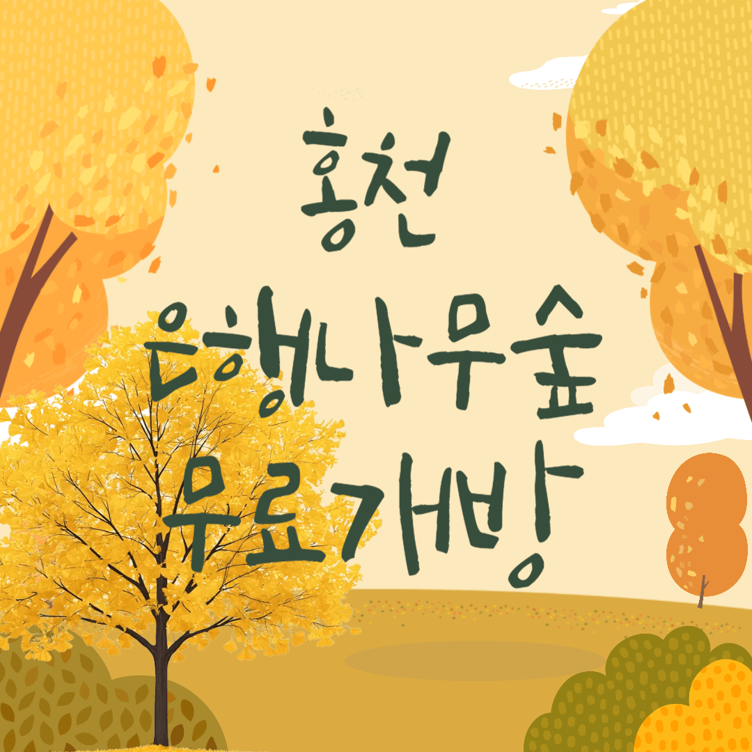 홍천 은행나무숲