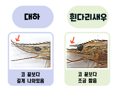 대하와 흰다리새우 뿔길이 비교