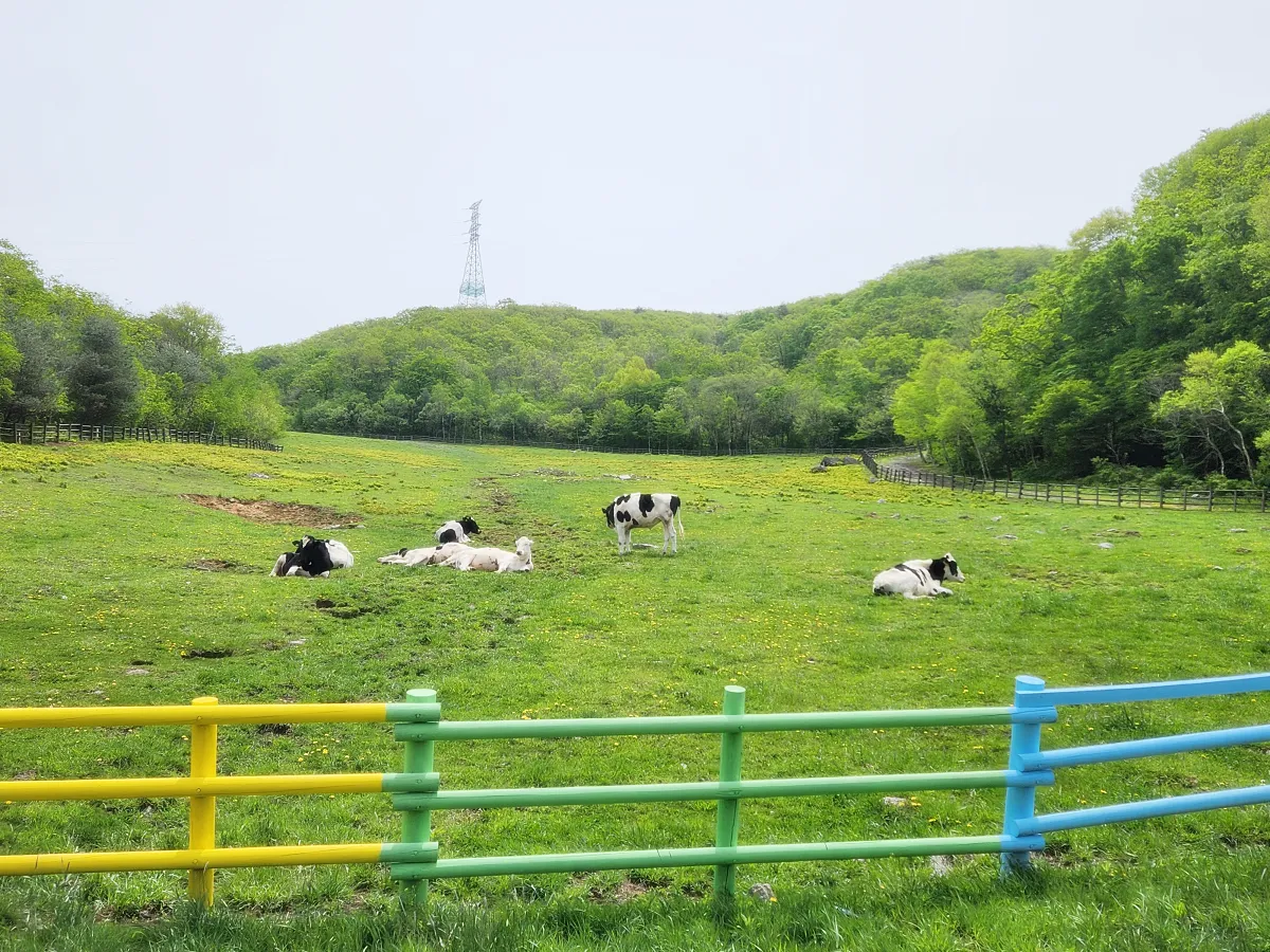 평창-하늘목장-풀-위에서-쉬는-젖소들