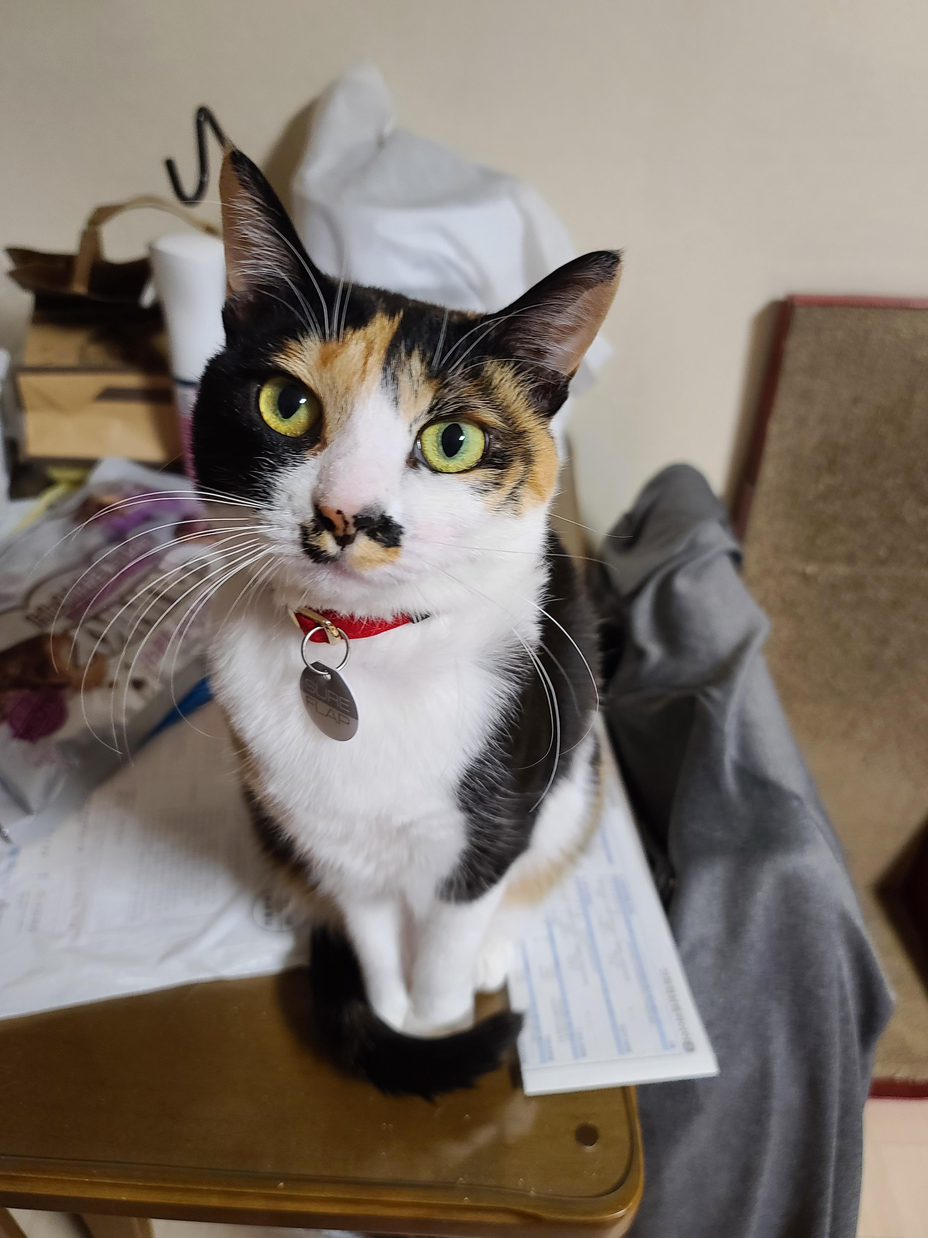 사람말 알아듣는 고양이. 사료를 먹지않는 고양이.