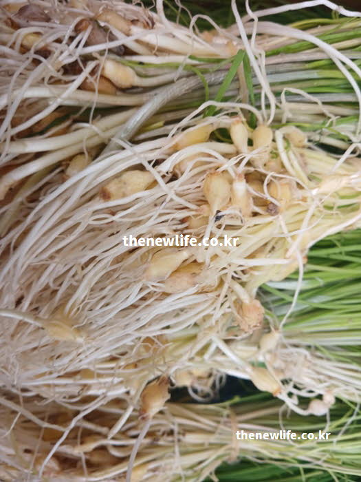 달래 효능의 면역력 강화에 도움 되는 비타민A가 풍부한 달래 실사진