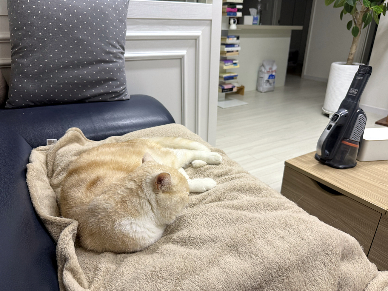 울란지 VL49 카메라 조명