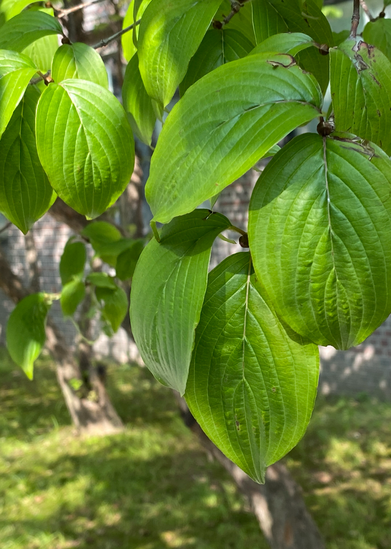 산수유1