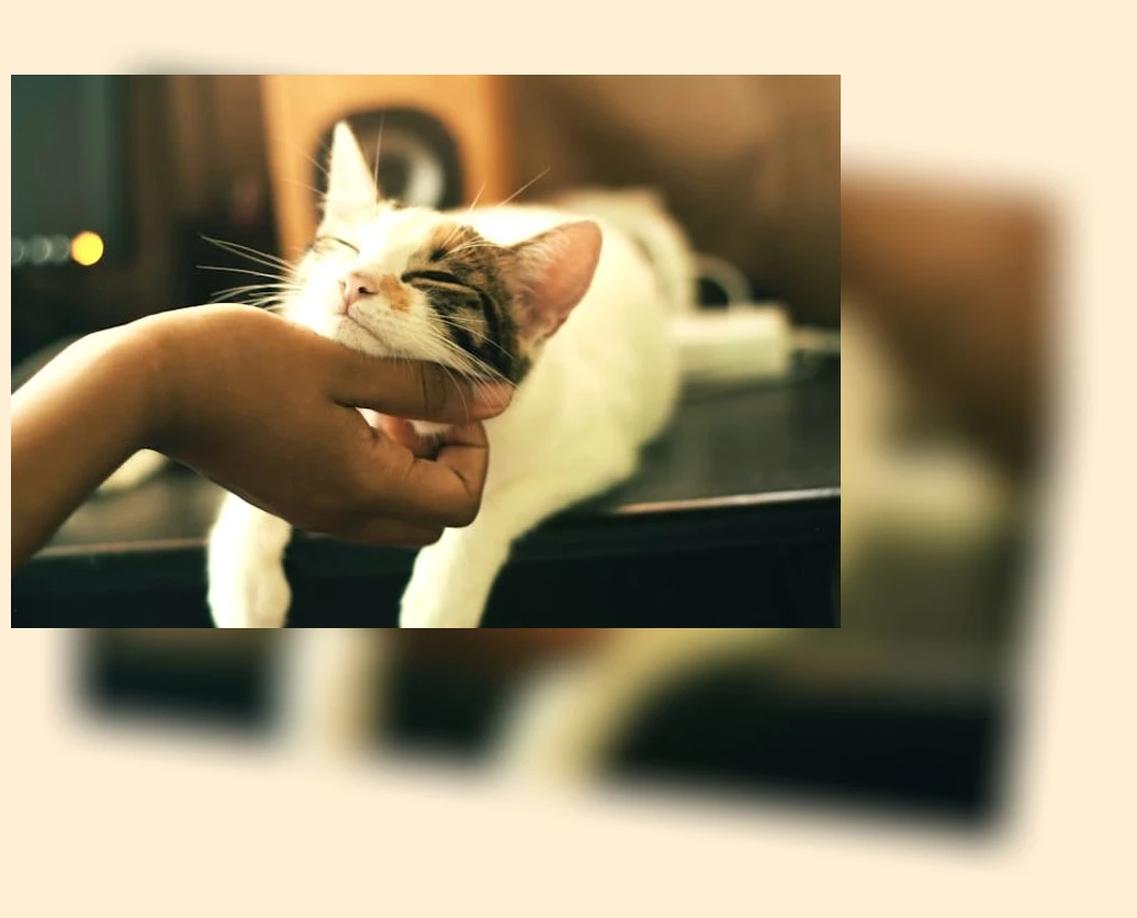 고양이 보호소 방문_1_subsection