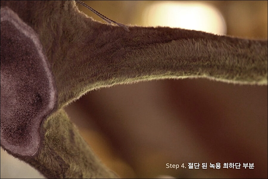 구전녹용 효능 가격 정보 (임영웅 건강식품)