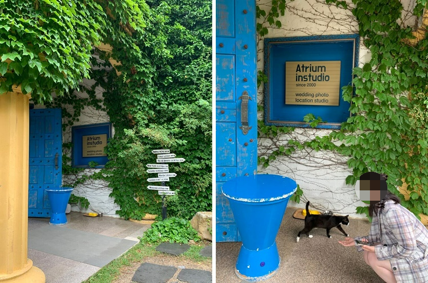 웨딩건물의 고양이