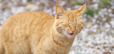 재채기를 하는 고양이.