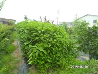 돼지감자 재배 종구 선택 배수로 만들기 수확 건조_7